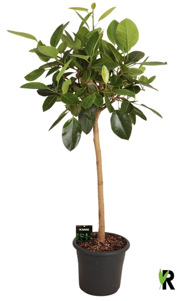 Ficus Benghalensis Altissima Stam