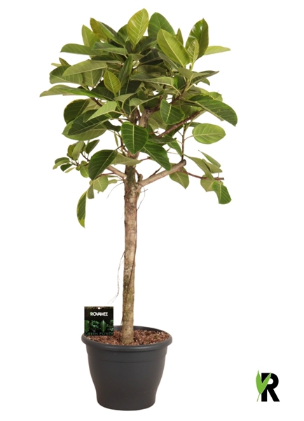 Ficus Benghalensis Altissima Stam