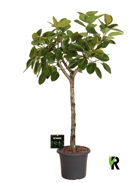Ficus Benghalensis Stam