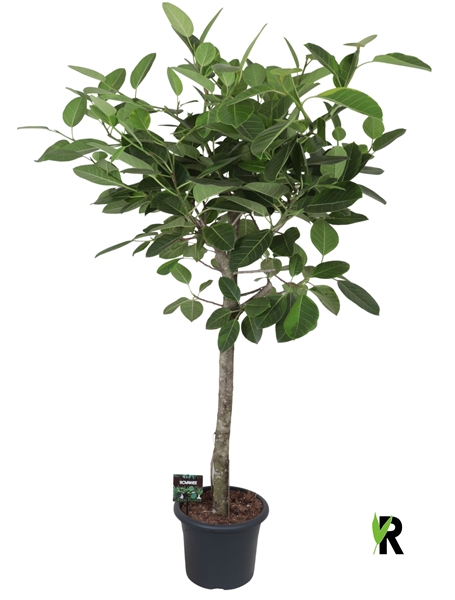 Ficus Benghalensis Stam