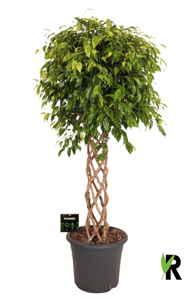Ficus Benjamina Anastasia Geflochten Stam