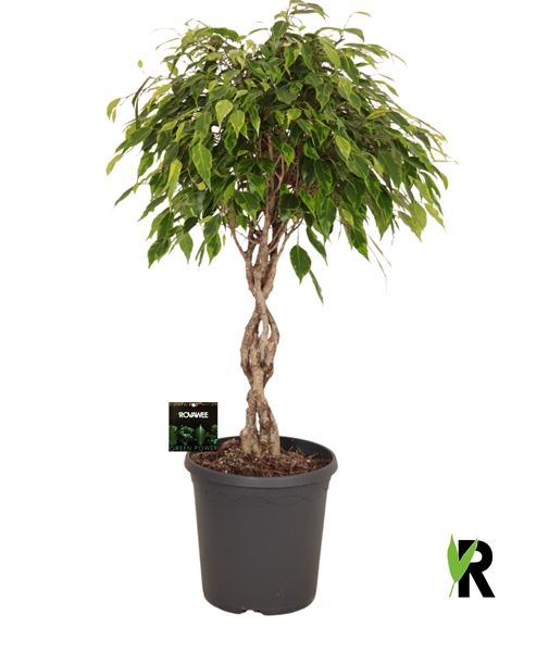 Ficus Benjamina Anastasia Geflochten Stam