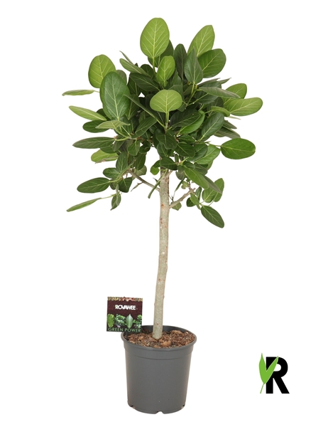 Ficus Benghalensis Audrey Stam
