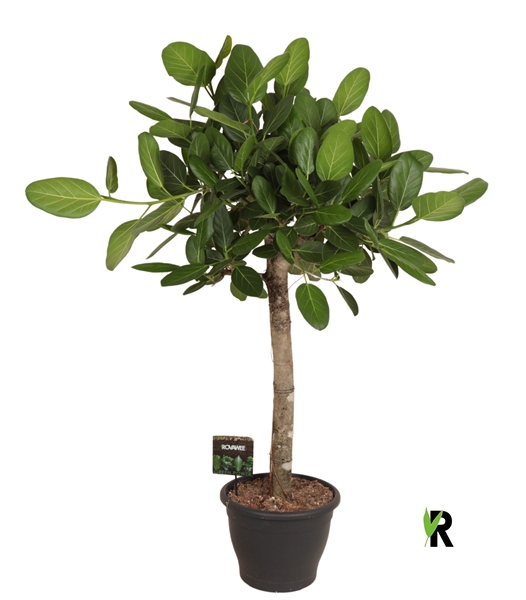Ficus Benghalensis Audrey Stam