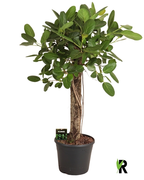 Ficus Benghalensis Audrey XL Stam
