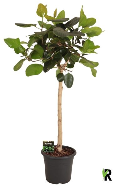 Ficus Benghalensis Stam