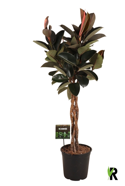 Ficus Elastica Burgundy Geflochten Stam