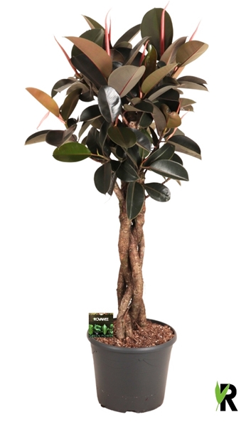 Ficus Elastica Burgundy Geschmolzenes Geflecht Stam
