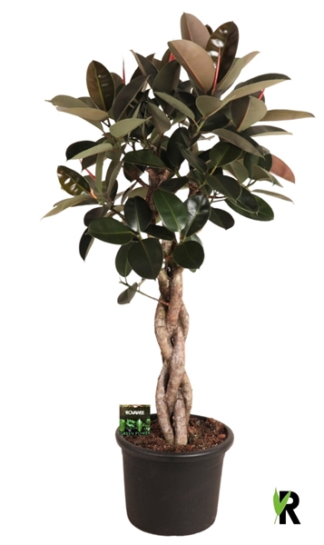 Ficus Elastica Burgundy Geschmolzenes Geflecht Stam