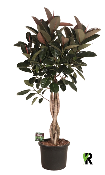 Ficus Elastica Burgundy Geschmolzenes Geflecht Stam