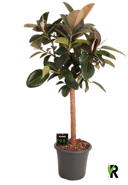 Ficus Elastica Burgundy Stam