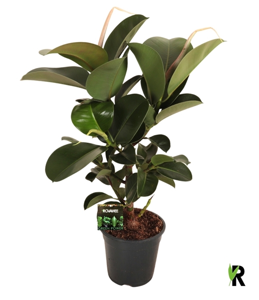 Ficus Elastica Cloe Verzweigt