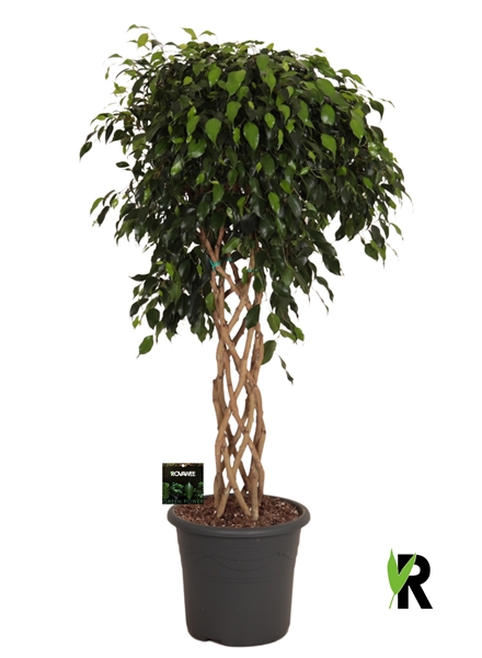Ficus Benjamina Danielle Geflochten Stam