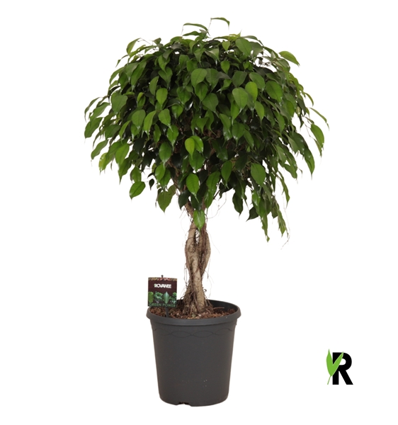 Ficus Benjamina Danielle Geflochten Stam