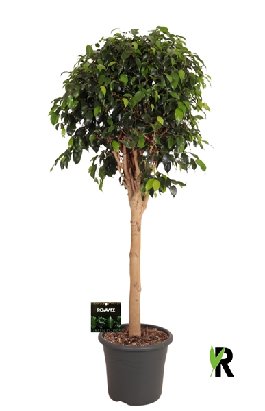 Ficus Benjamina Danielle Stam