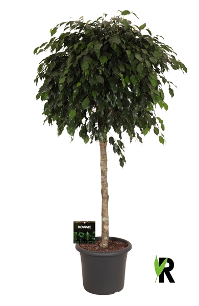 Ficus Benjamina Danielle Stam