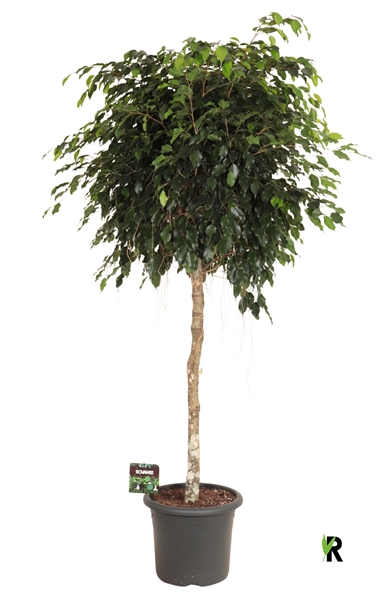 Ficus Benjamina Danielle Stam