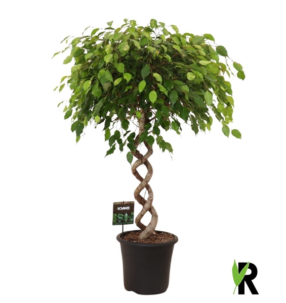Ficus Benjamina Exotica Doppelt Spirale Stam