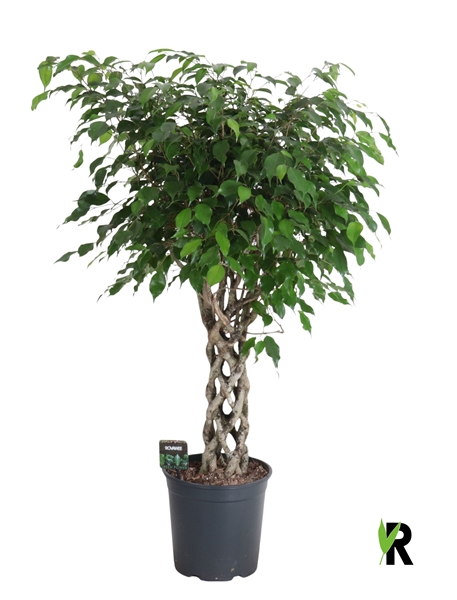 Ficus Benjamina Exotica Geflochten Zylinder Stam