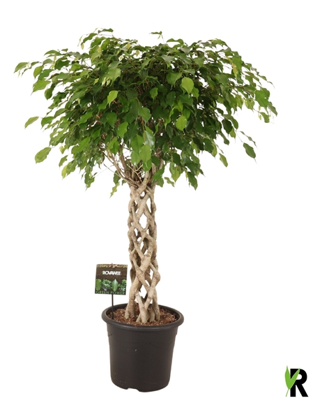 Ficus Benjamina Exotica Geflochten Zylinder Stam