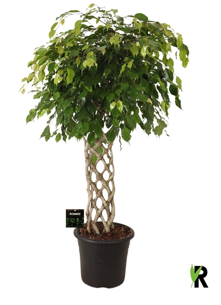Ficus Benjamina Exotica Doppelt Geflochten Stam