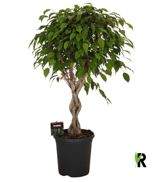 Ficus Benjamina Exotica Geflochten Stam