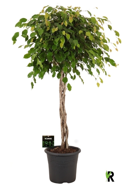 Ficus Benjamina Exotica Geflochten Stam