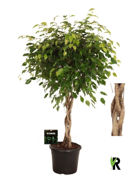 Ficus Benjamina Exotica Geschmolzenes Geflecht Stam