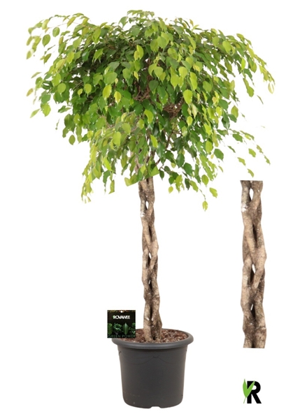 Ficus Benjamina Exotica Geschmolzenes Geflecht Stam
