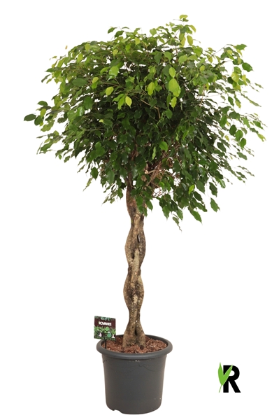 Ficus Benjamina Exotica Geschmolzenes Geflecht Stam