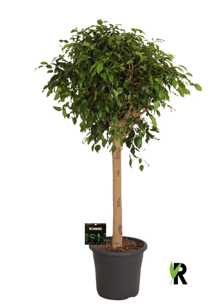 Ficus Benjamina Exotica Stam