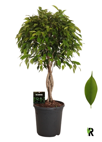Ficus Benjamina Foliole Geflochten Stam