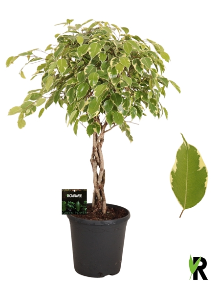 Ficus Benjamina Golden King Geflochten Stam