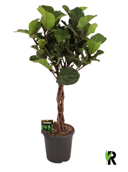 Ficus Lyrata Bambino Geflochten Stam