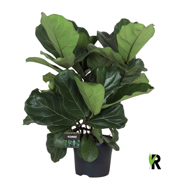 Ficus Lyrata Clumb