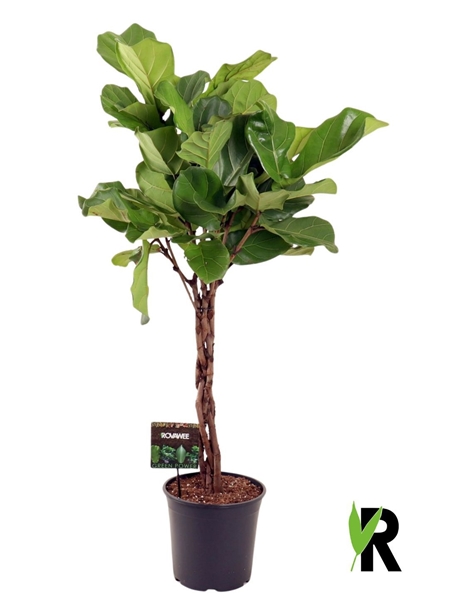 Ficus Lyrata Stam