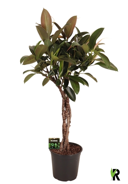 Ficus Elastica Melany Geflochten Stam