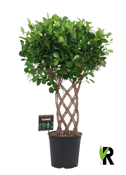 Ficus Microcarpa Moclame Doppelt Geflochten 