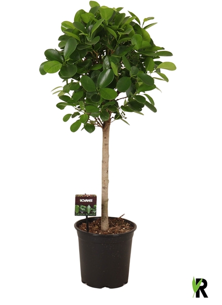 Ficus Microcarpa Moclame Stam
