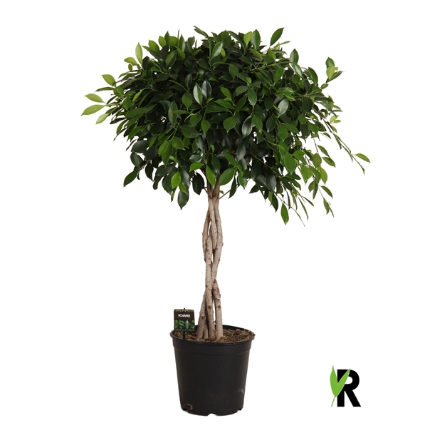 Ficus Microcarpa Nitida Geflochten Stam