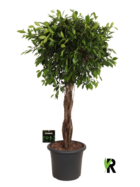Ficus Microcarpa Nitida Geschmolzenes Geflecht Stam