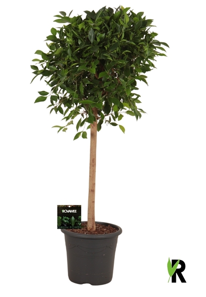 Ficus micr. Nitida op stam