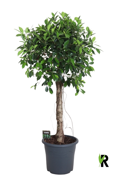 Ficus micr. Nitida op stam