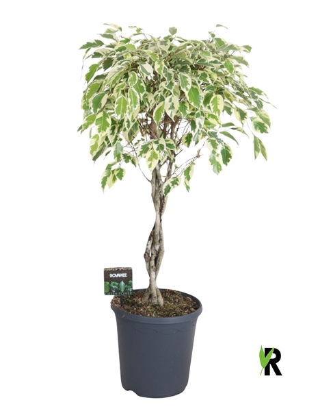 Ficus benj. Samantha gevlochten stam