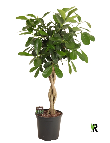 Ficus Microcarpa Smile Geschmolzenes Geflecht Stam