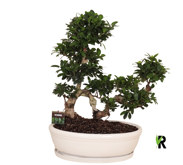 Ficus Microcarpa Ginseng Snake Type Weiss Keramiek