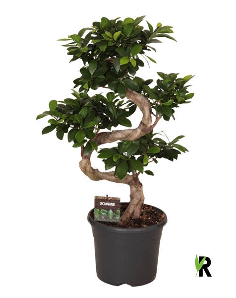 Ficus Ginseng S-Type