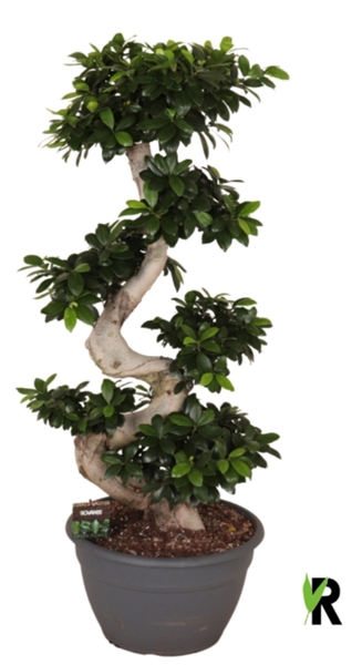 Ficus Microcarpa Ginseng S-type