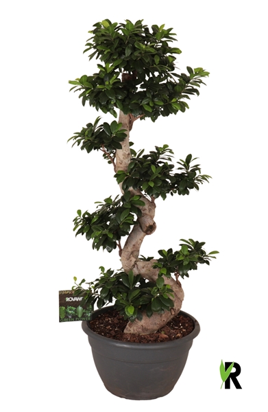 Ficus micr. S-type in kunststof sierpot