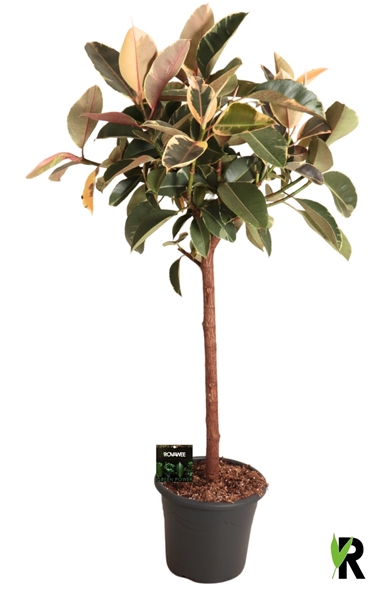 Ficus Elastica Tineke Stam